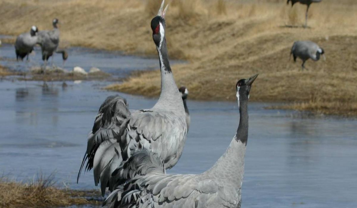 Laguna de Gallocanta